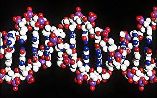 人類第一對染色體完成基因定序