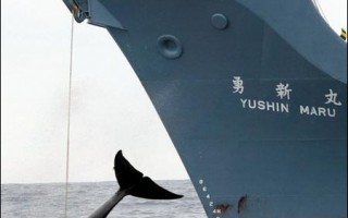 日本無視抗議　展開捕鯨行動