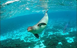 专家赞扬美国成立世界最大海洋生物保护区
