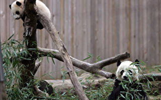 科學家：大熊貓數目遠超出預期
