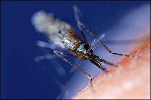 希臘出現「超級蚊子」速度快 體型大