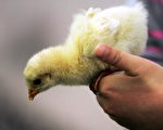 美查獲亞洲超市走私中國家禽 憂禽流感