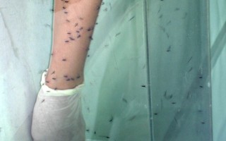 医师：儿童用防蚊液  建议DEET浓度10%以下