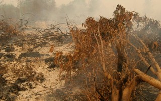 森林大火危害健康