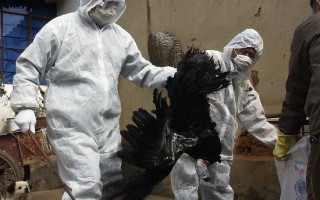 世卫：新疆H5N1禽流感　病源不明