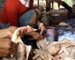 印尼禽流感死亡第四十五起案例