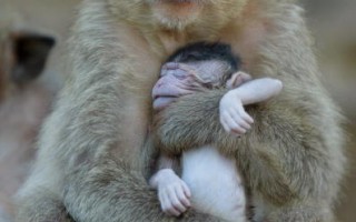温馨组图：动物世界的母爱