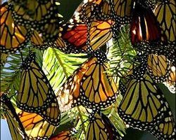 歐洲首座蝴蝶保育溫室 葡萄牙盛大開幕