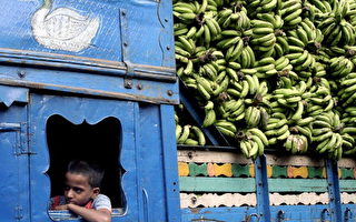 香蕉大戰 厄瓜多告歐盟