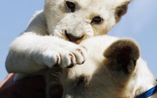 組圖：珍稀小白獅 悉尼動物園亮相