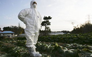 南韓防禽流感擴散 再宰殺23萬6千隻雞