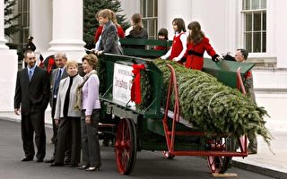 图文：“首席圣诞树”运抵白宫
