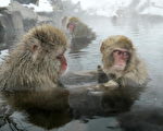 組圖：日本地獄谷猴子 泡湯之樂樂無窮
