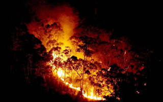 澳洲森林大火蔓延 消防單位奮戰