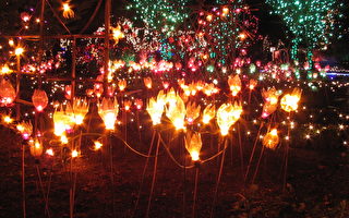 溫哥華植物園聖誕彩燈繞滿園