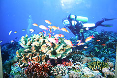 绿岛海底珊瑚礁生物之美摄影赛蔡志星获首奖
