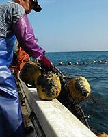 宜蘭蘇澳定置漁網器具  疑遭吉尼號燃油污染