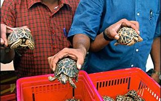 印度警方查获乌龟走私客　两千只淡水龟获救