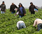 美国非法移民农工“蓝卡”议案提出