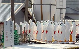 日本官員證實 境內禽流感為H5N1病毒