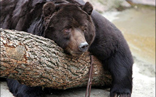 老天爷终于下雪 俄罗斯棕熊开始冬眠　