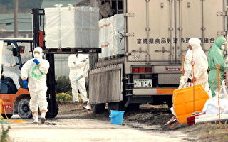 日本確認第三起雞隻感染H5N1型病例