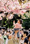 东京樱花部分开始绽放　花期可能早于预测