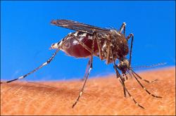 科学家培育出抗疟疾蚊子