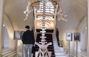 组图：巴黎下月拍卖古生物长毛象骸骨