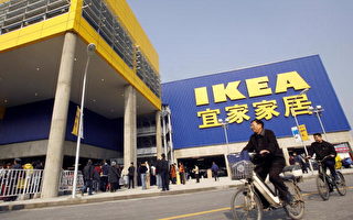 中國伐木業非法交易破壞生態 Ikea受波及