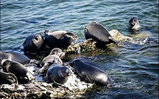 俄罗斯环保单位要求调查里海海豹死因