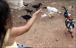 柬埔寨一女孩死于H5N1禽流感