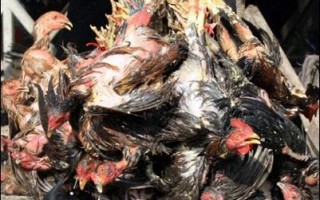 柬埔寨證實禽流感新疫情