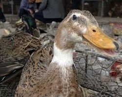 中國證實湖南爆發H5N1禽流感疫情