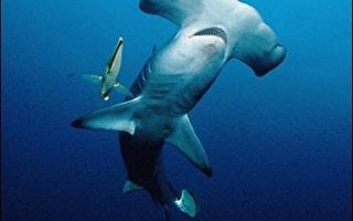 母鲨无性生殖　颠覆大型脊椎动物生殖观念