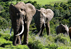 肯亞等提禁止象牙貿易但非南國家可能反對