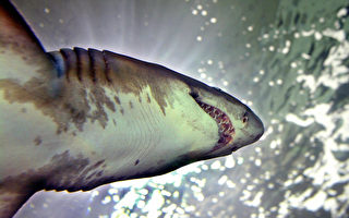 母鲨的无性生殖震惊科学界