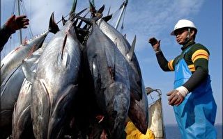 日計畫限制黑鮪魚撈捕量 加強保護資源