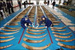 管制野生动物贸易组织授权出售象牙给日本