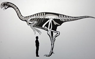 中國發現世上最大似鳥恐龍化石