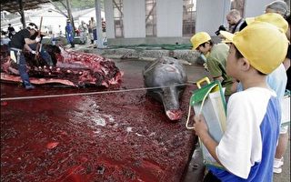 国际人道协会：日本所猎杀鲸鱼逾半数怀孕