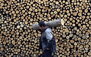 大陆木材价格涨不停 部分家具厂被迫关门