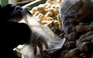 美警告: 一批中国生姜含有毒物质