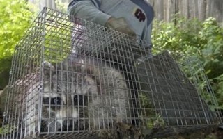 加國狂犬病大流行 浣熊成頭號獵捕對象