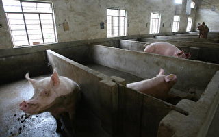 紐時：中國病豬大流行 引發全球關注