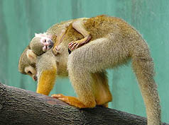 圣帕台风报喜  木栅动物园松鼠猴圣帕诞生