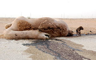 沙特駱駝神秘死亡 駱駝選美被迫取消