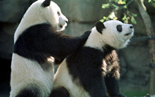 熊貓租金太貴  亞特蘭大動物園向中國殺價