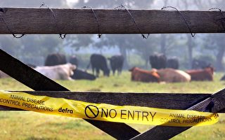 英國證實第二座農場爆發口蹄疫