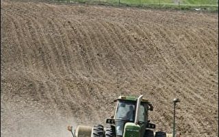 玉米價格飆漲  衝擊美國畜牧業者